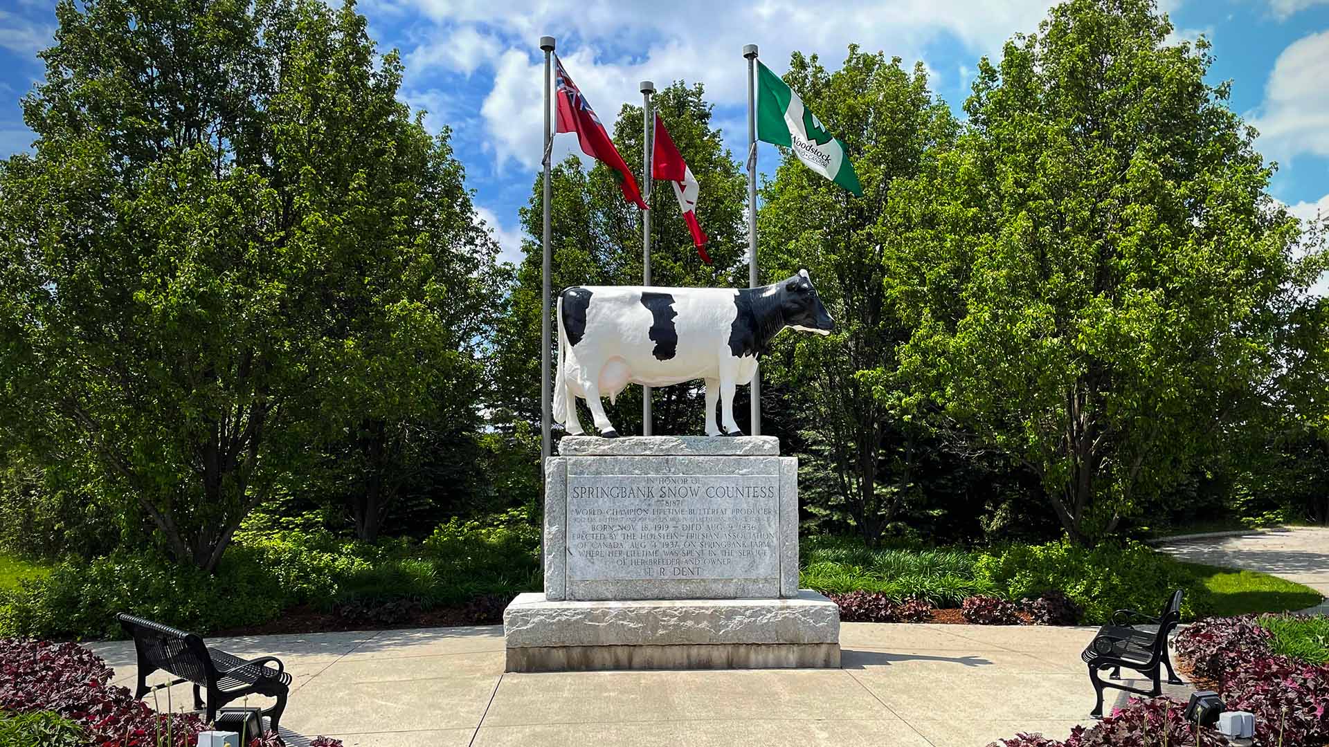 A photo of the Snow Countess cow Statue in Woodstock, Ontario.